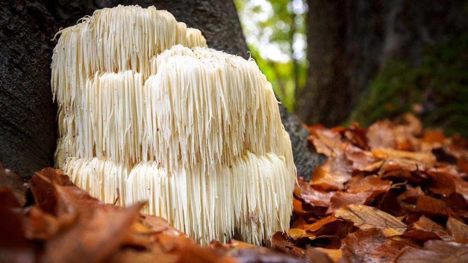 Lion’s mane svampekstrakt: Hvad siger videnskaben?